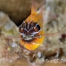 cardinalfish_coral_eoe_sim_h_0002_tha0103.jpg
